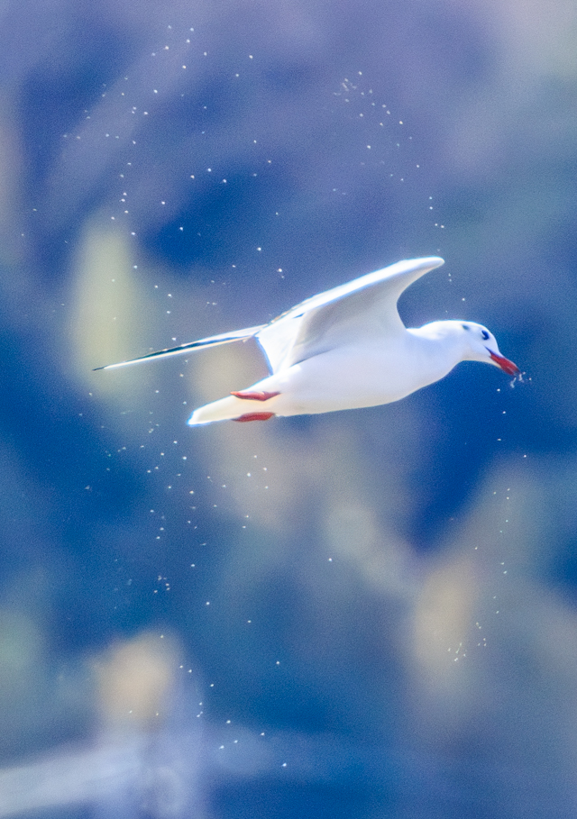 00/00EOSR7+100-400II