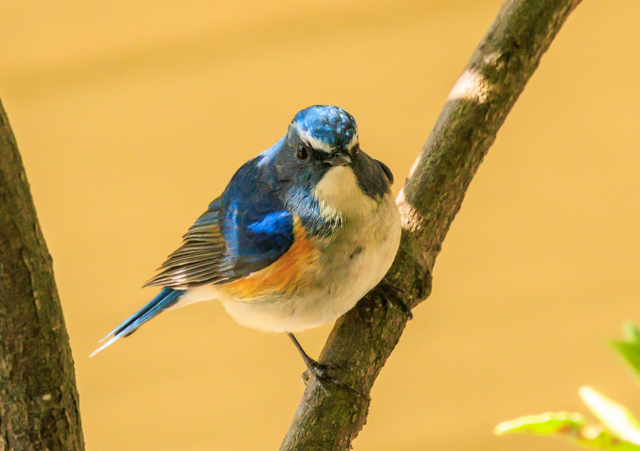 �����r�^�L2026/3/8�˒���EOSR7+100-400II