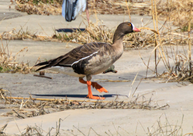 �J���K�l2026/3/14�ʌ�EOSR7+100-400II