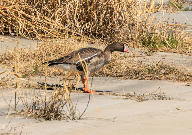 </font><br>0/00EOSR7+100-400II