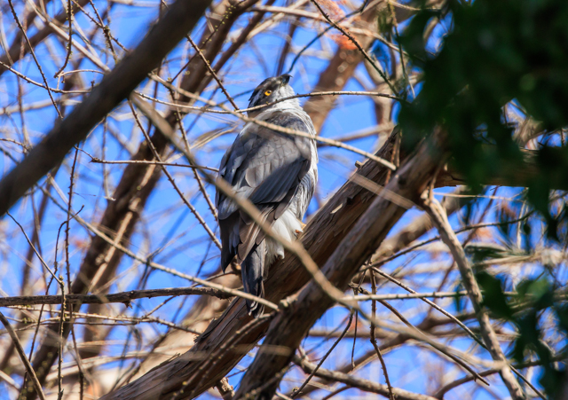 �I�I�^�J2026/3/14��������EOSR7+100-400II