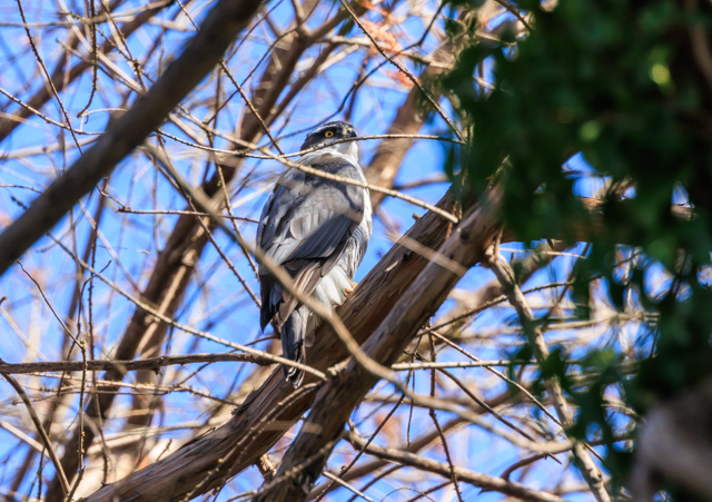 </font><br>0/00EOSR7+100-400II