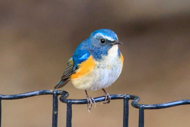 �����r�^�L2026/3/17�˒�����EOSR7+100-400II