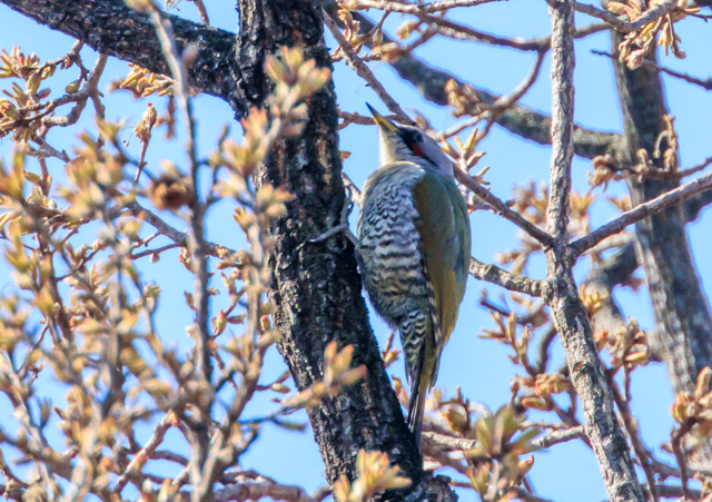 �A�I�Q��2026/3/21�H��������EOSR7+100-400II