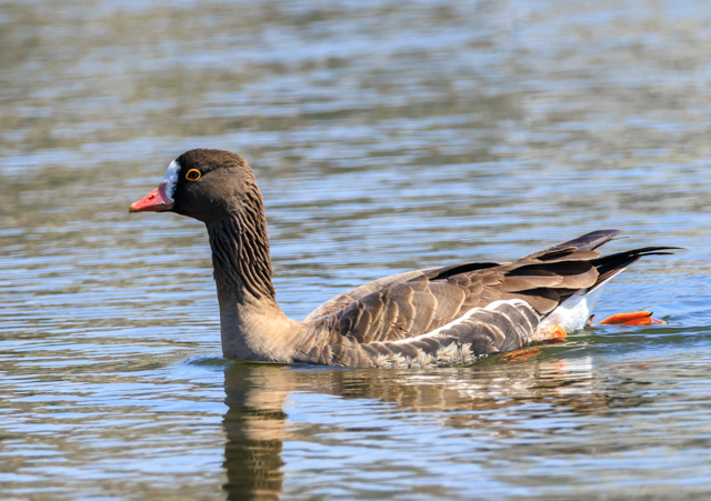 �J���K�l2026/3/21�ʌ�EOSR7+100-400II