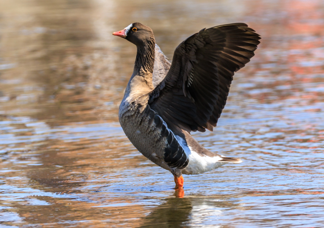 </font><br>0/00EOSR7+100-400II