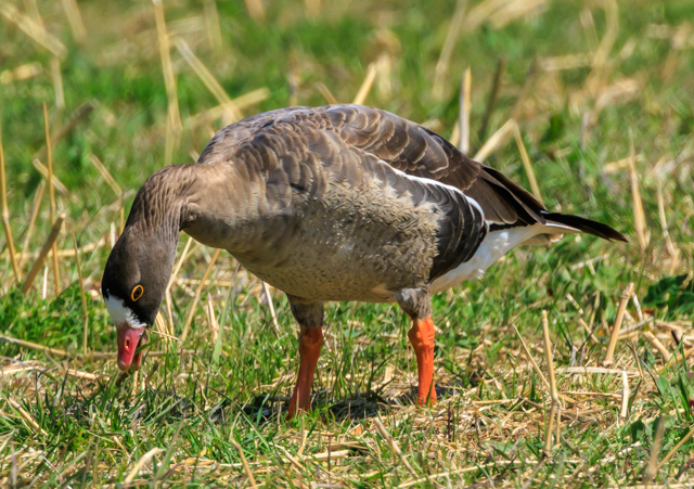 </font><br>0/00EOSR7+100-400II