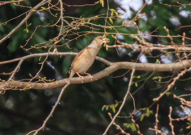 �V��2026/3/22���w��EOSR7+100-400II