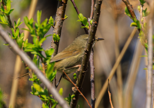 �E�O�C�X2026/3/24�Γ��E�~�T�SPEOSR7+100-400II