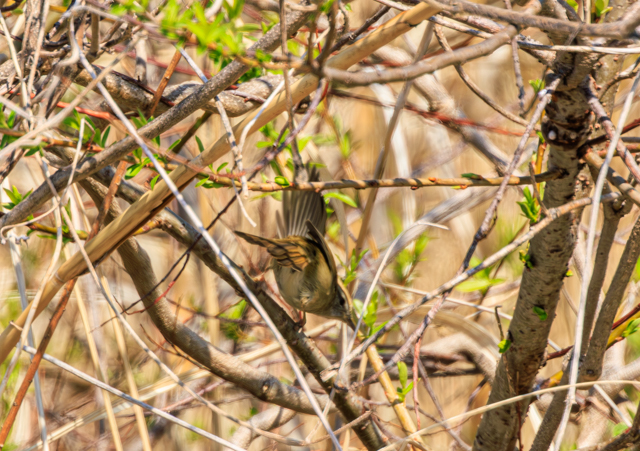 </font><br>0/00EOSR7+100-400II